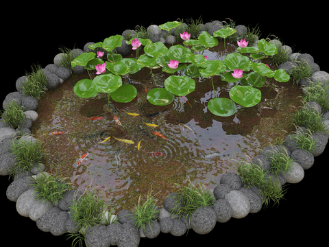 View of Koi Pond Pool