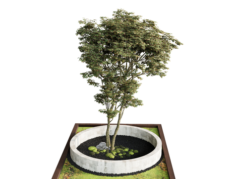 plant outdoor tree