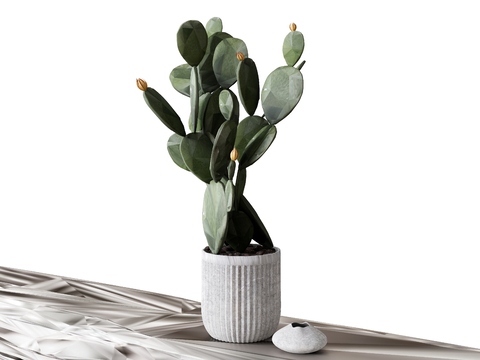 potted plant flowerpot cactus