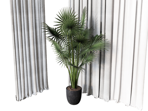 flowerpot potted trees turtle back tropical plants