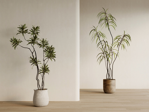 middle ancient wind plant potted plant