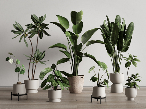 plant bonsai floor plant