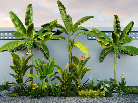 bird of paradise plantain plant