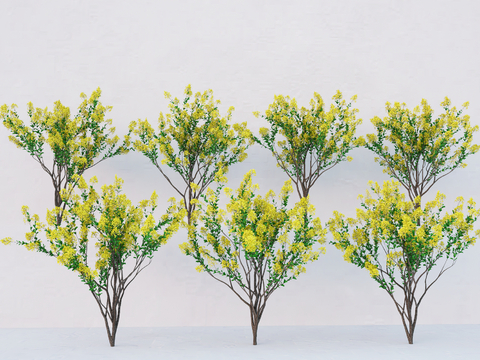 Yellow locust tree landscape tree flowering tree modeling tree