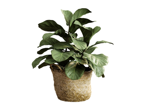 potted flower pot plant