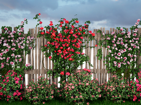 plant flower border shrub ball