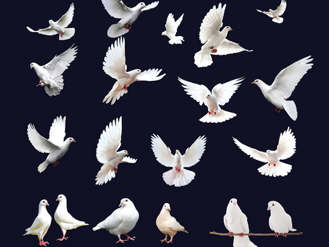 Pigeon Peace Pigeon Flying Pigeon Wall Decoration