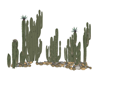 Cactus