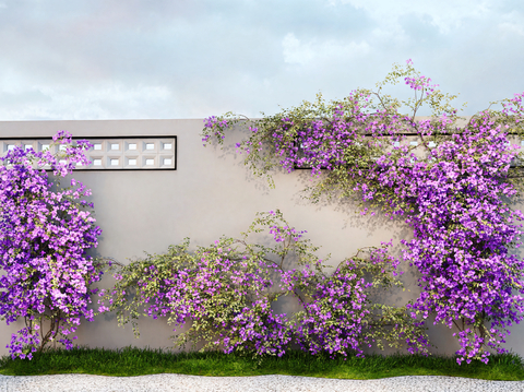 Vine Bougainvillea Vine Climbing Wall