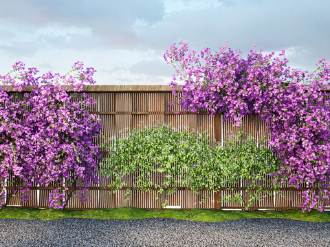 Bougainvillea Vine Vine Green Plant Wall