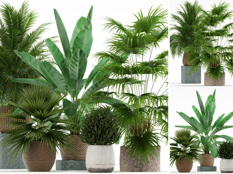 Modern indoor potted plants