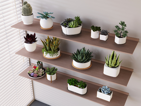 succulent plant potted partition shelf