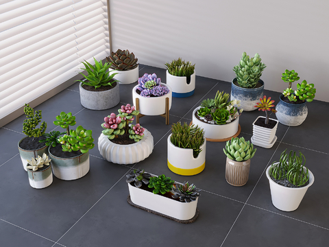 succulents potted