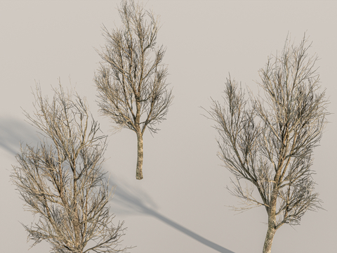 Winter arbor landscape tree modeling dead tree