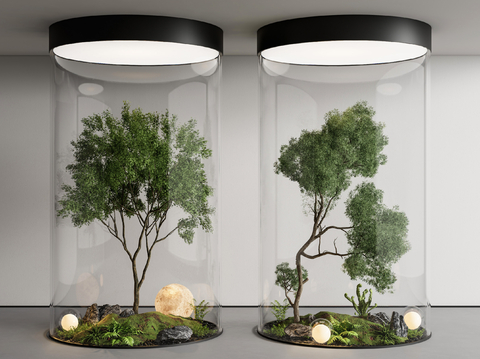 indoor landscape plant landscaping landscape tree