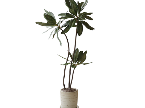 potted plant bonsai green plant