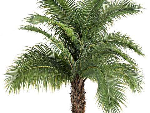 Falklands Palm Landscape Trees Tropical Trees