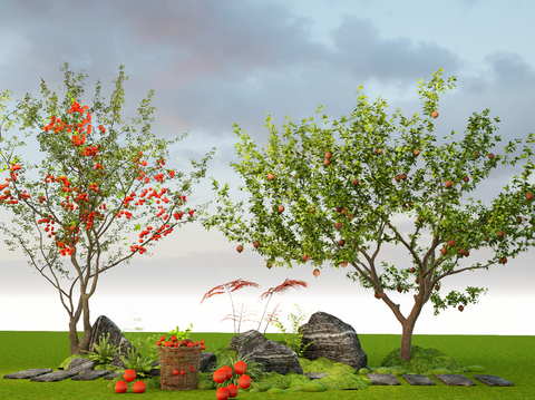 Cherry Tree Orange Tree Fruit Tree Garden Landscape Tree