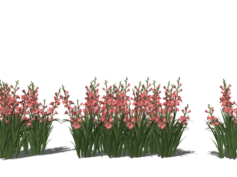 Flowers and grass gladioli Tang Changpu