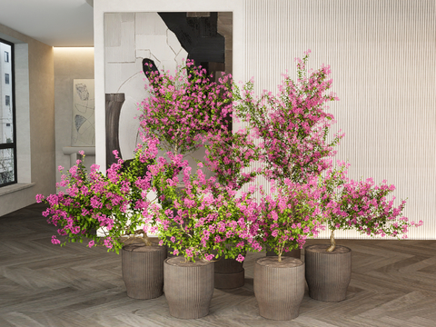 Bougainvillea potted plant flowerpot green plant