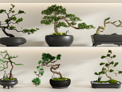 New Chinese Bonsai