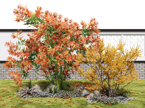 Landscape Trees Courtyard Trees Maple Trees