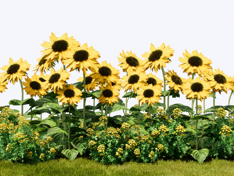 Modern Sunflower Shrub Flower Flower Mirror