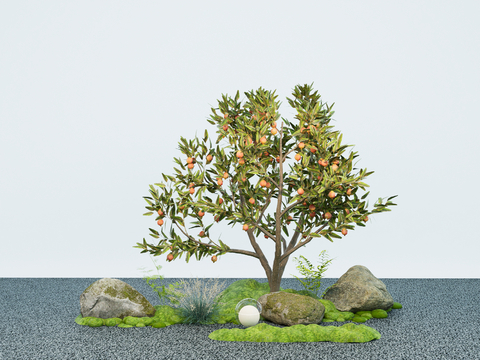 Pomegranate Tree Garden Tree Landscape Tree Moss Stone