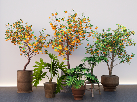 orange tree potted plant flowerpot green plant