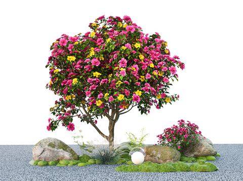 Modern Arbor Camellia Landscape Tree