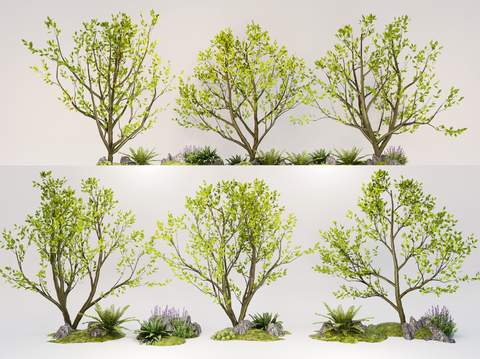 Arbor Landscape Plants Courtyard Tree Model Tree Street Tree