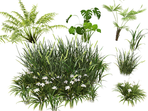 Grass Weeds Weeds Landscape Plants Palm Green Plants Flowers