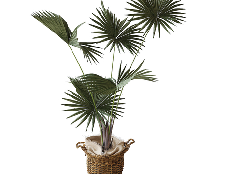 modern potted plant