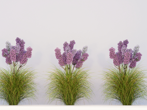 Reed grass, green plants, flowers and plants