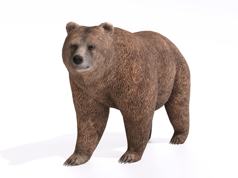 Brown Bear