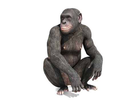 Chimpanzee