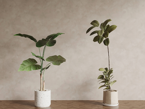 Green Plant Floor Bonsai