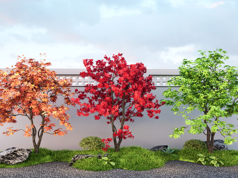 modern landscape tree acer maple red maple