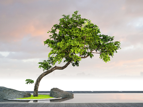 Plant landscape tree pond stone head oblique floating modeling tree