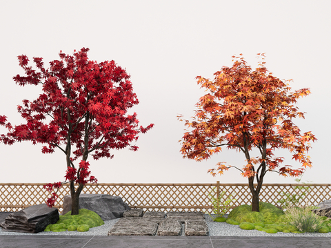 red maple landscape tree acorn tree