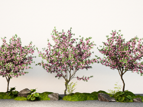 Cherry Blossom Peach Blossom Tree Landscape Tree Street Tree Courtyard Tree