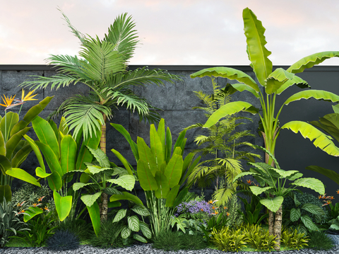 plant flowers bird of paradise plantain palm