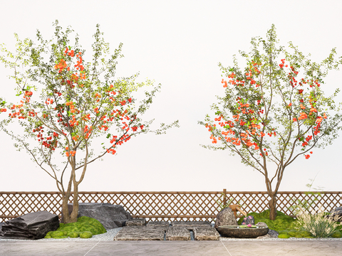 Cherry Tree Pomegranate Tree Orange Tree Patio Fruit Tree