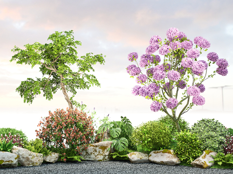 modern plant floral hydrangea tree shrub