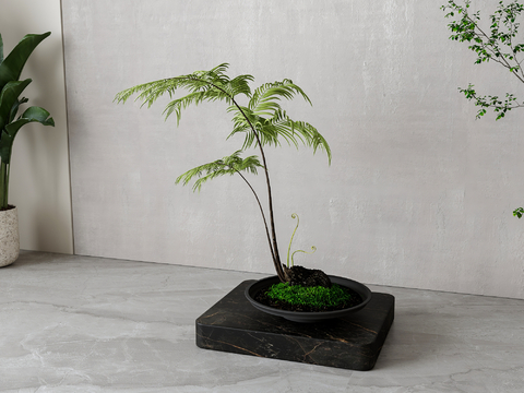 New Chinese Green Plant Bonsai