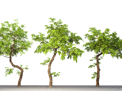 Landscape tree, courtyard tree, arbor