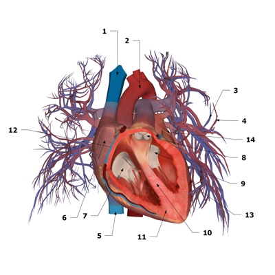 Modern Human Heart Anatomy Ornaments Free