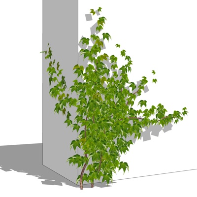 Modern Green Plant Vine Free