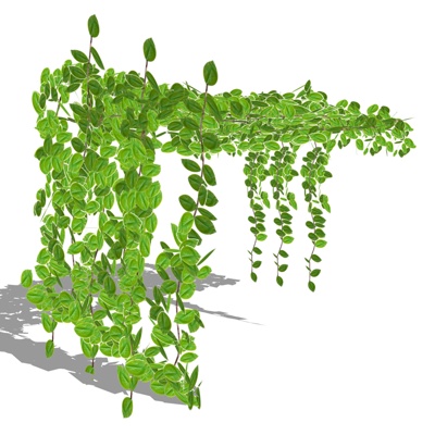 Modern Green Plant Vine Free