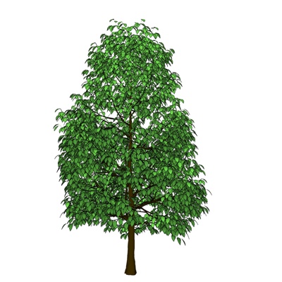 Modern landscape tree free